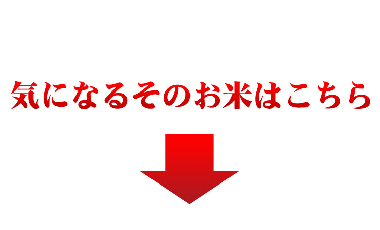25年産 1等米 新潟県産こしひかり 5kg 待望の 【米 お米 通販 新米】【送料無料】北海道・沖縄を除く
