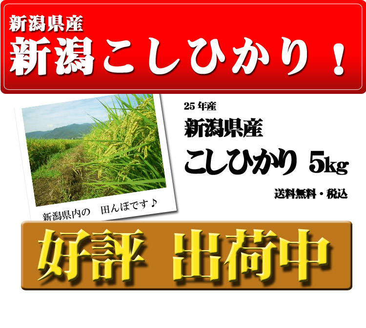 25年産 1等米 新潟県産こしひかり 5kg 待望の 【米 お米 通販 新米】【送料無料】北海道・沖縄を除く