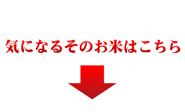 25年産 1等米 新潟県産こしひかり 5kg 待望の 【米 お米 通販 新米】【送料無料】北海道・沖縄を除く