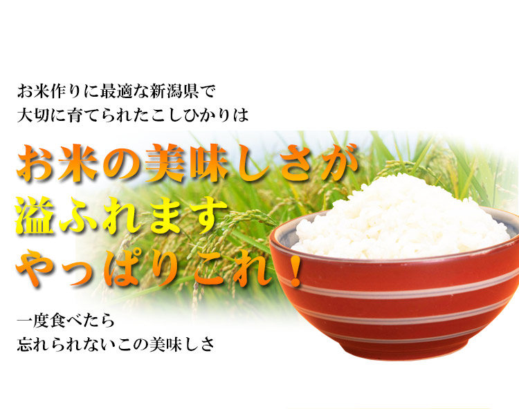 25年産 1等米 新潟県産こしひかり 5kg 待望の 【米 お米 通販 新米】【送料無料】北海道・沖縄を除く